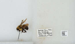 صورة Bombus bimaculatus Cresson 1864