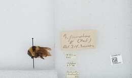 Image of Yellow Bumblebee