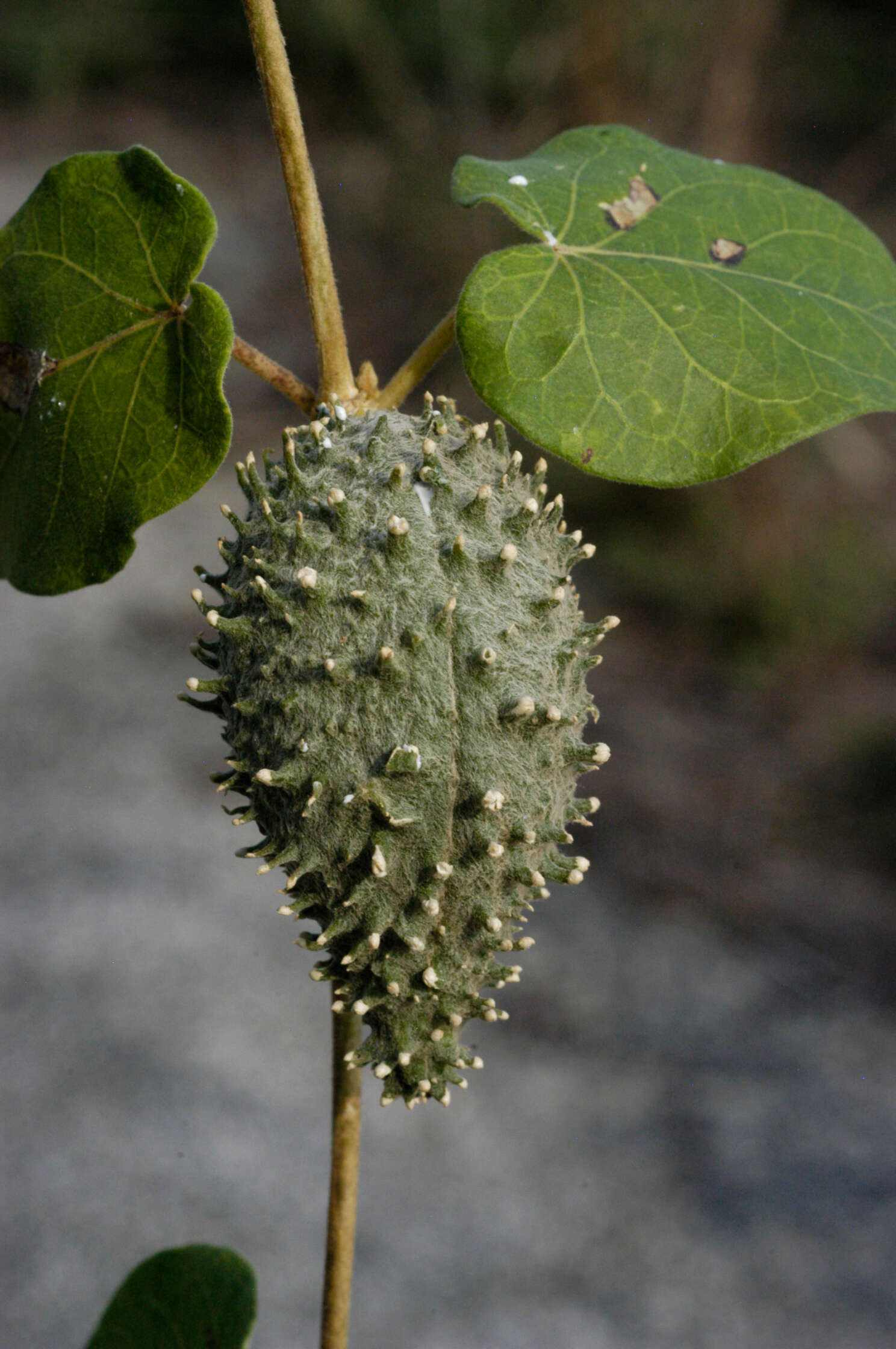 Image of Matelea maritima (Jacq.) Woodson