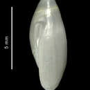 Image of Micrancilla longispira (Strebel 1908)