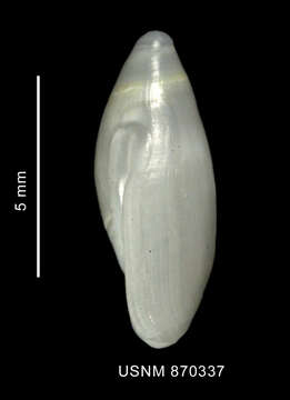 Image of Micrancilla longispira (Strebel 1908)