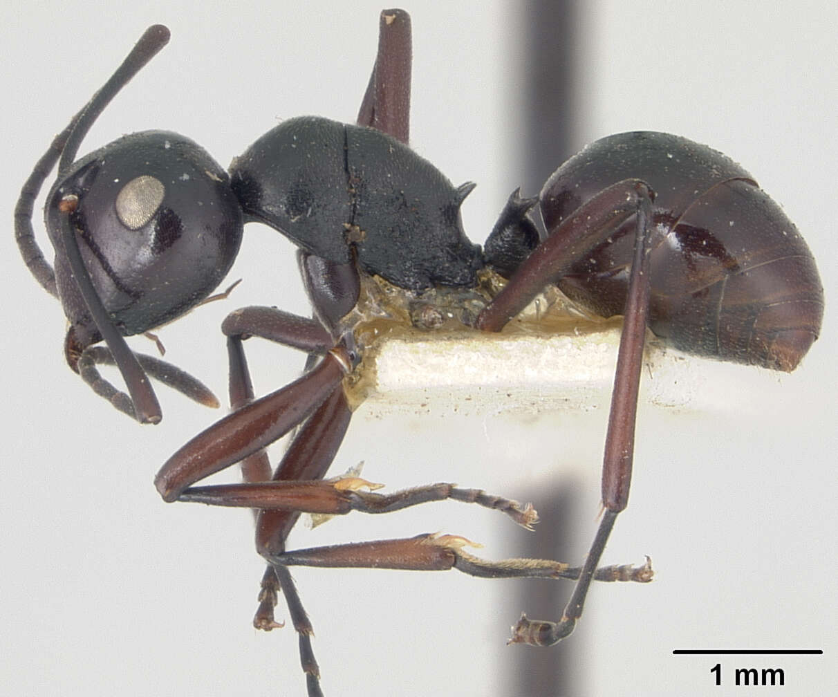 Image de Polyrhachis emeryana Mann 1919