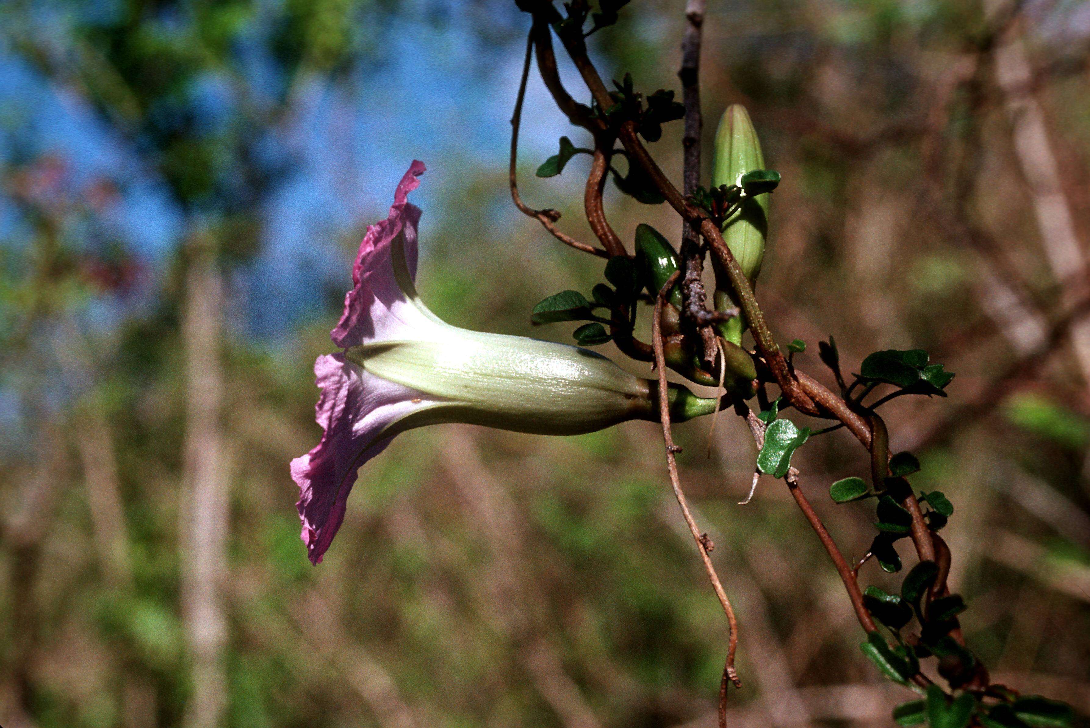 Image of Egger's morning-glory