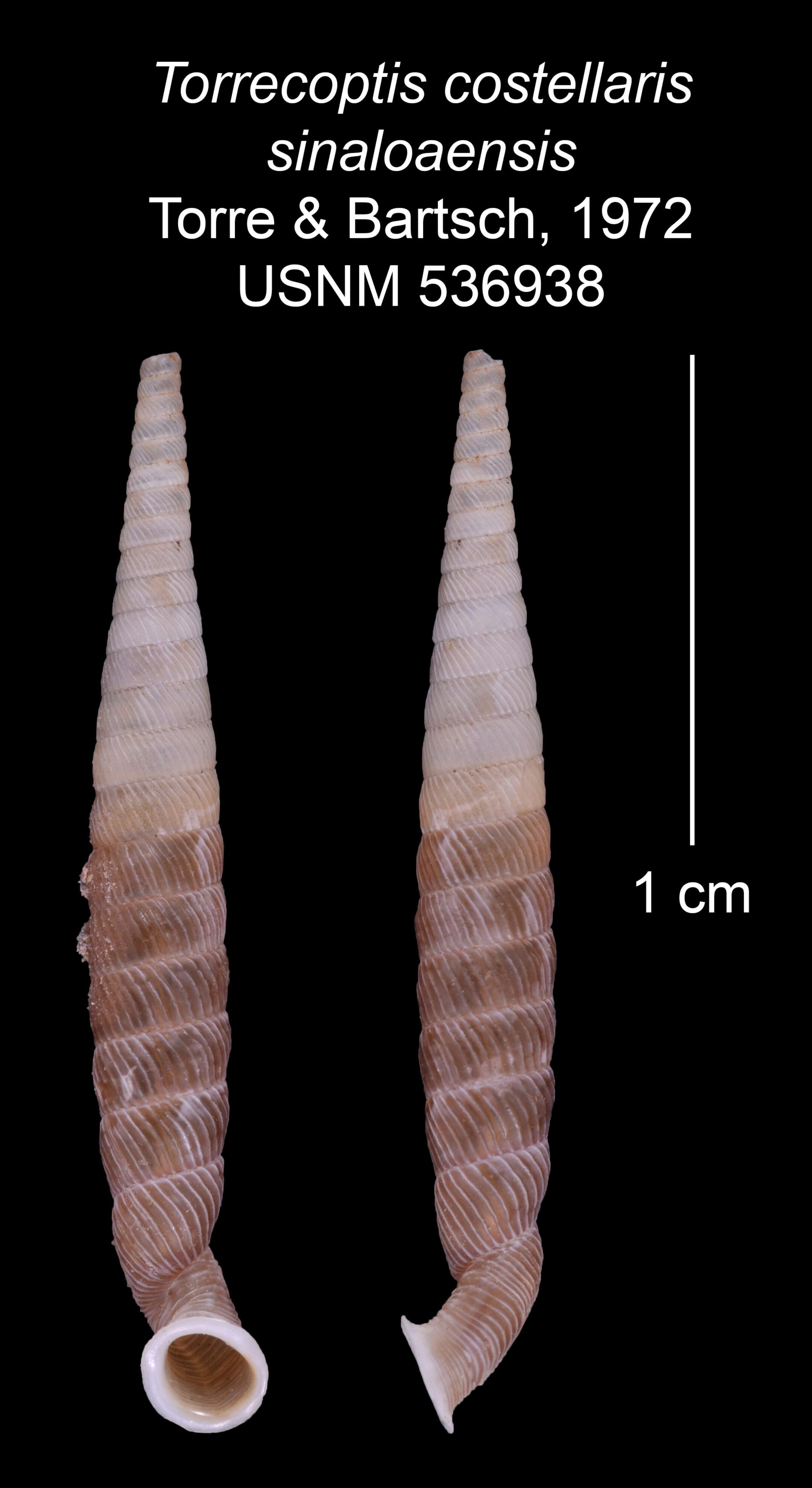 Imagem de Torrecoptis costellaris sinaloensis C. de la Torre & Bartsch 1972