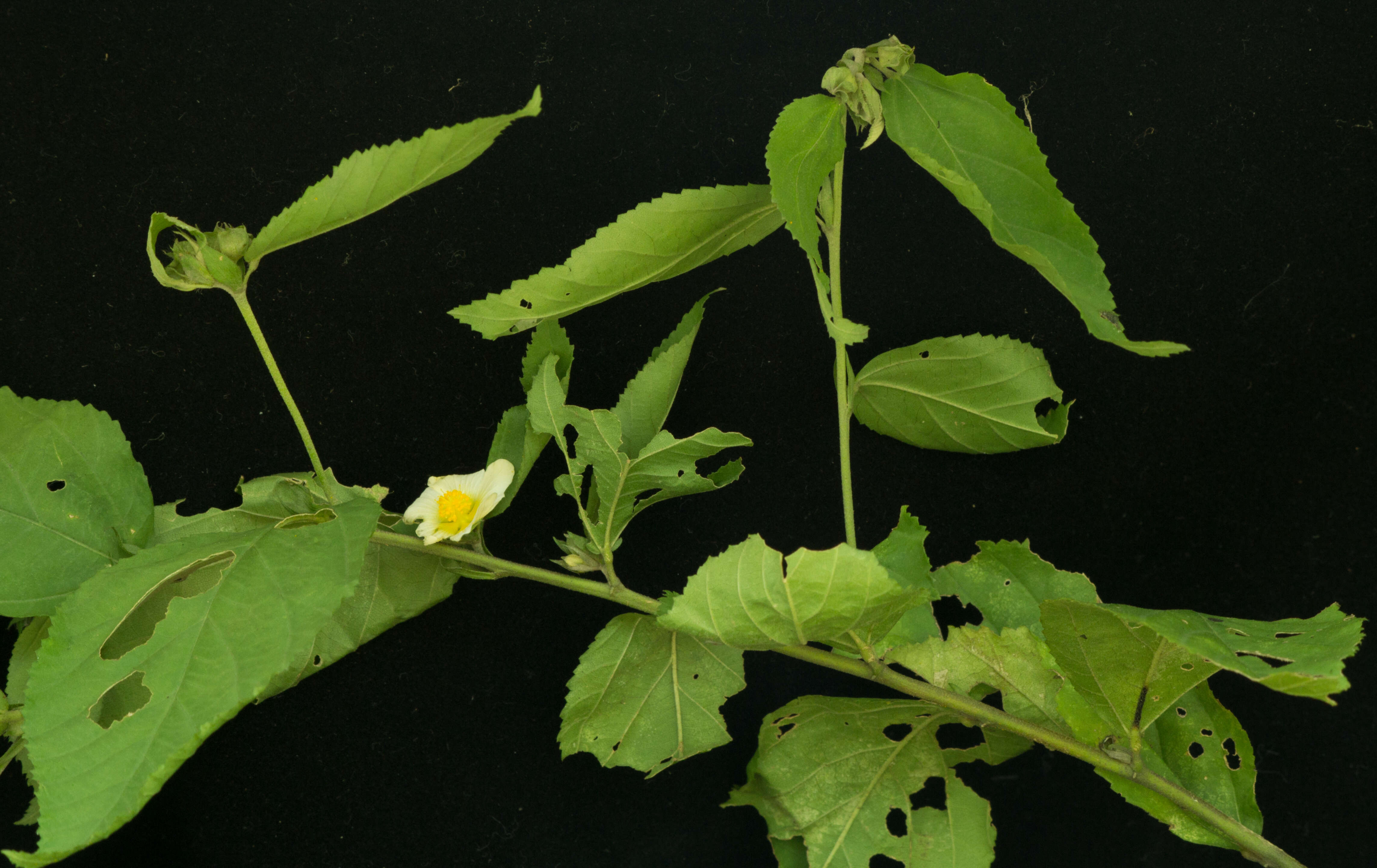 Image of common wireweed