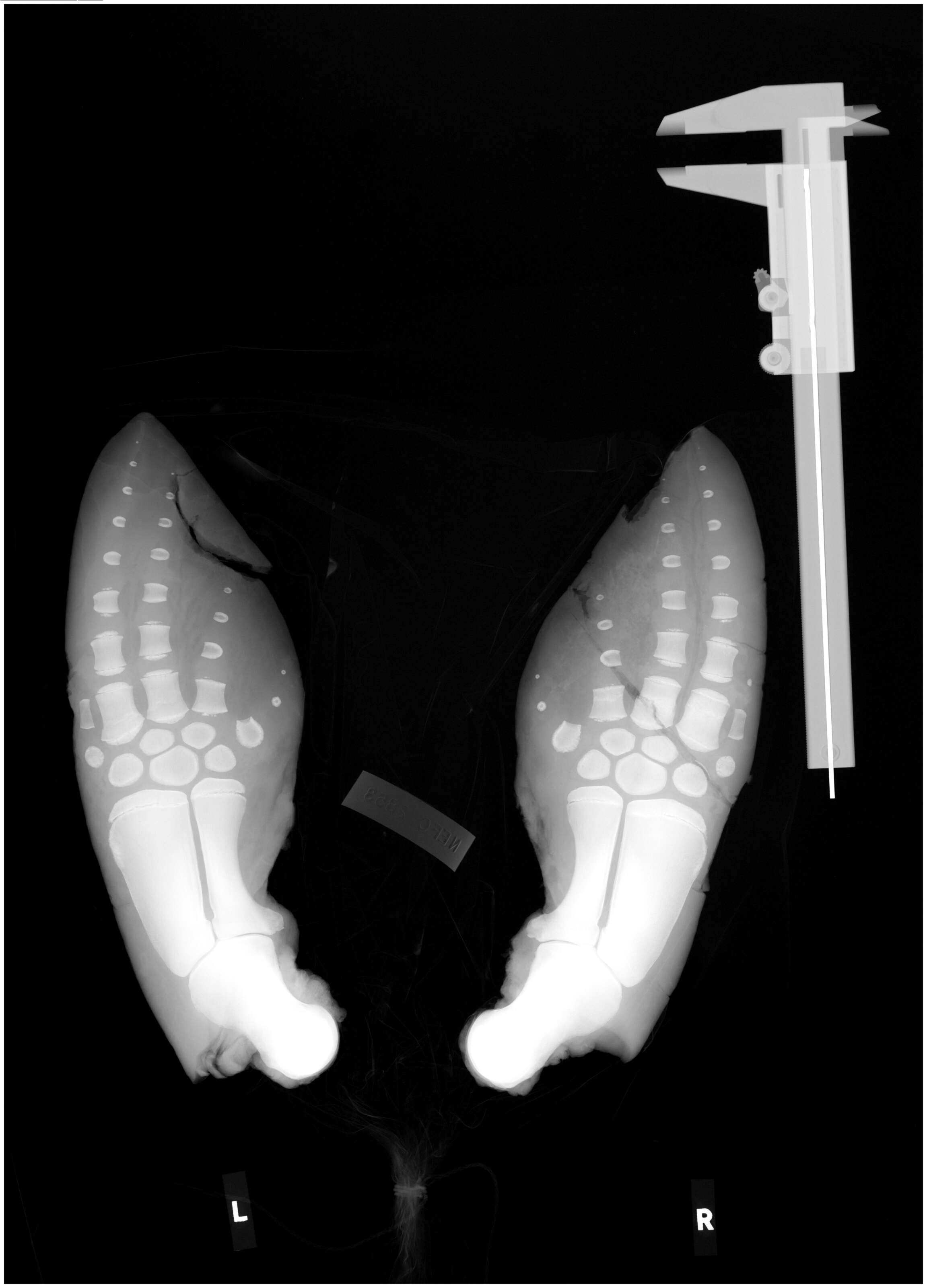 Image of Common porpoises