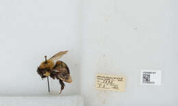 صورة Bombus bimaculatus Cresson 1864