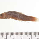 Image of Cochlognathus biguttata