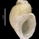 Image of Muffinbuccinum catherinae Harasewych & Kantor 2004