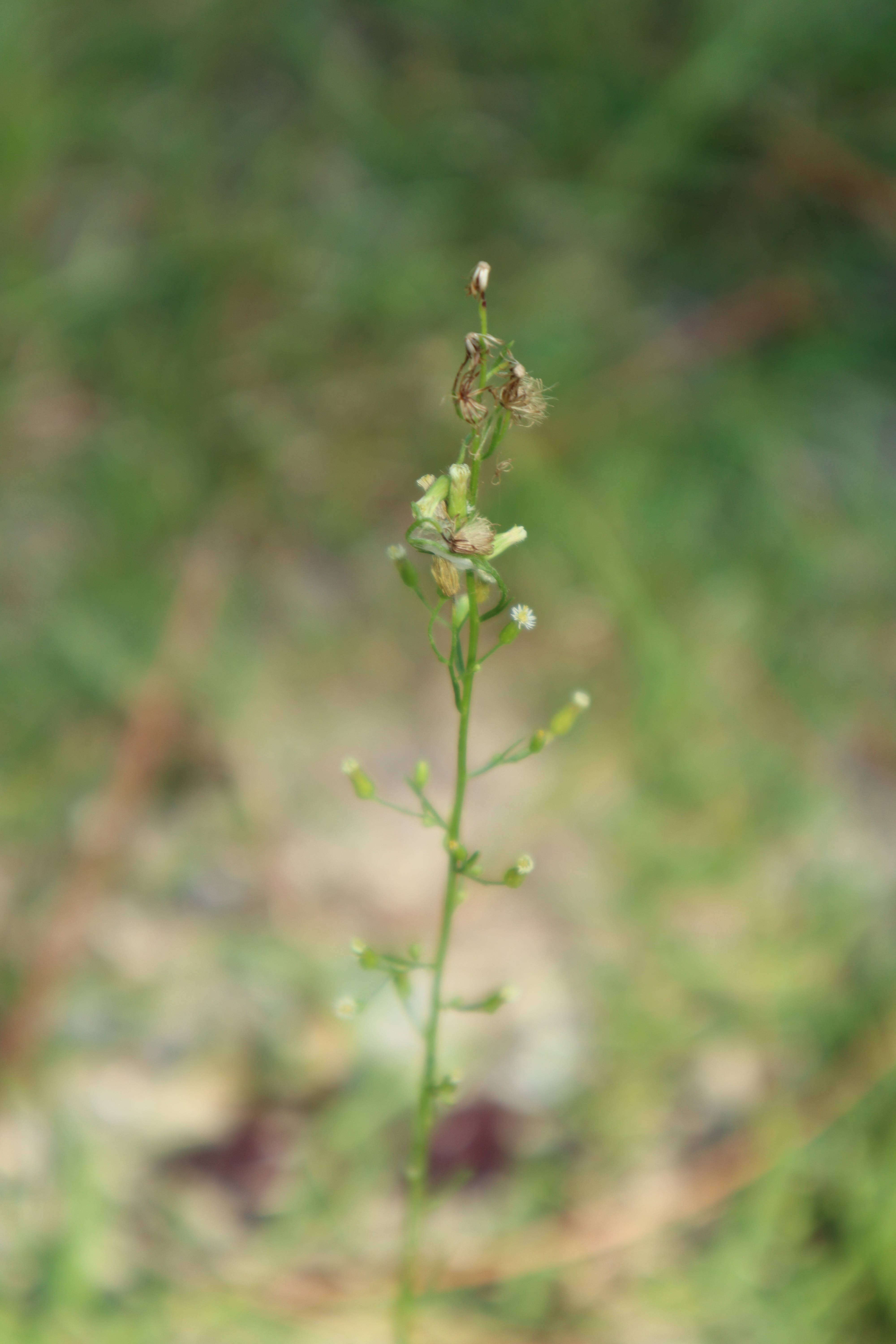 Image of Canadian Horseweed