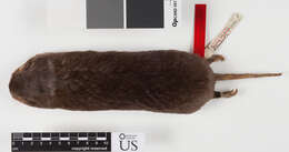 Image of Merriam's Pocket Gopher