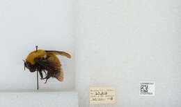 Image of Morrison Bumble Bee