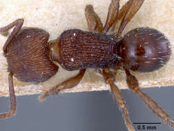 Image of Pogonomyrmex schmitti sublaevigatus Wheeler & Mann 1914