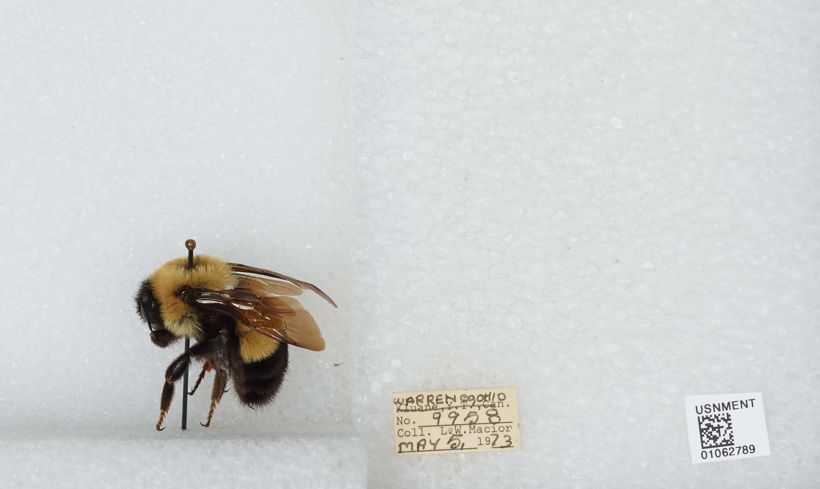 Слика од Bombus affinis Cresson 1864