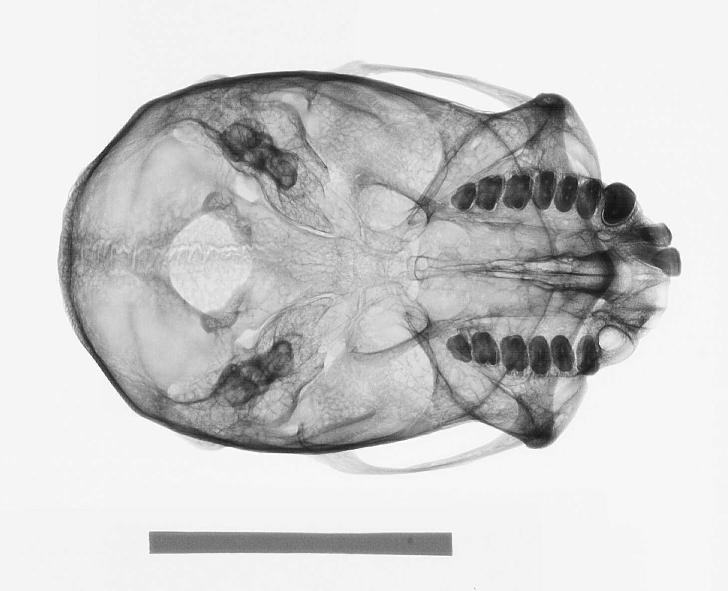 Image de Cebus versicolor Pucheran 1845