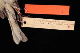 Image of Junco hyemalis dorsalis Henry 1858
