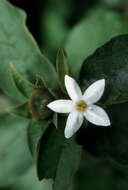 Image de Solanum polygamum Vahl