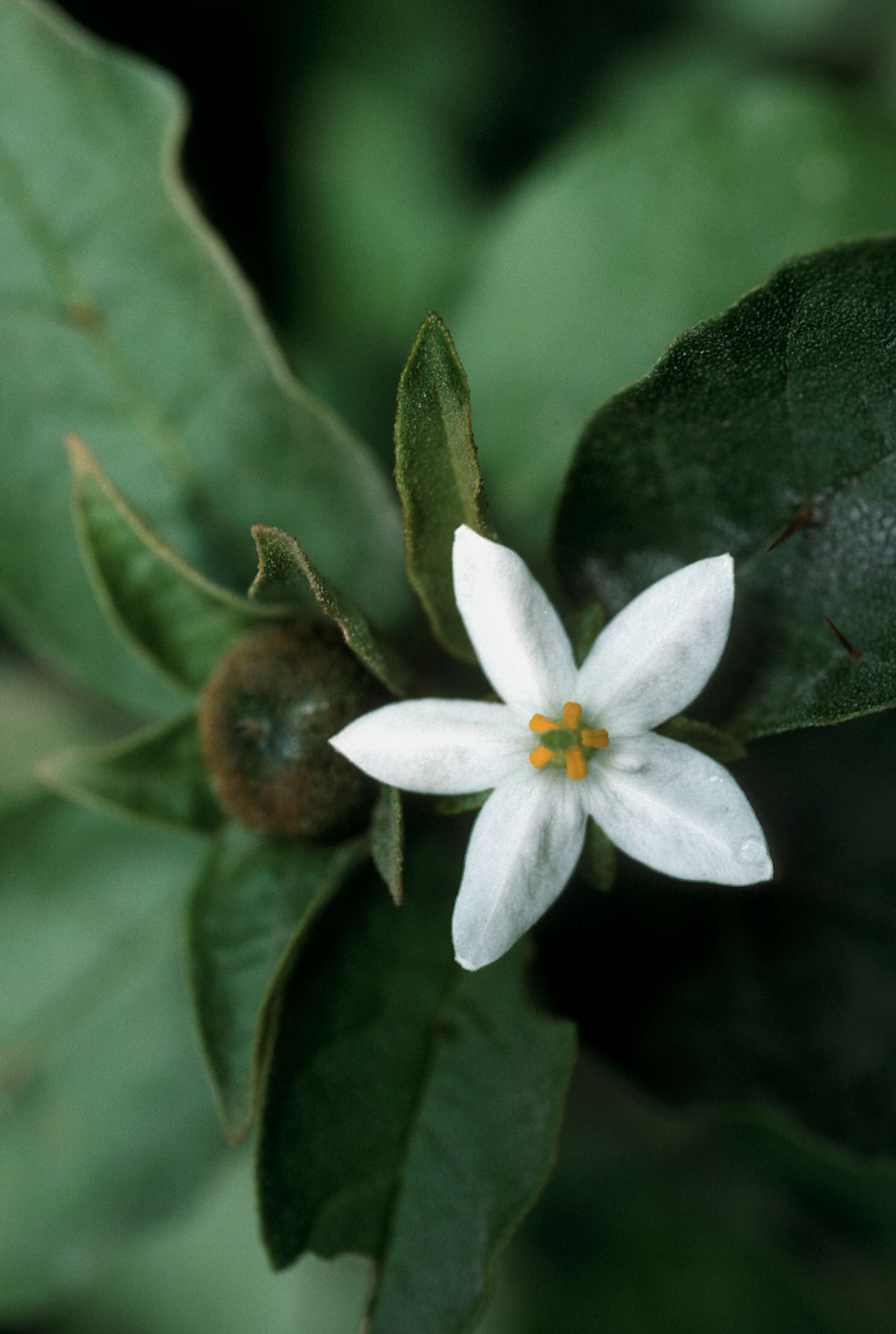 صورة Solanum polygamum Vahl