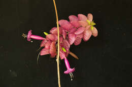 Image of Ipomoea bracteata Cav.