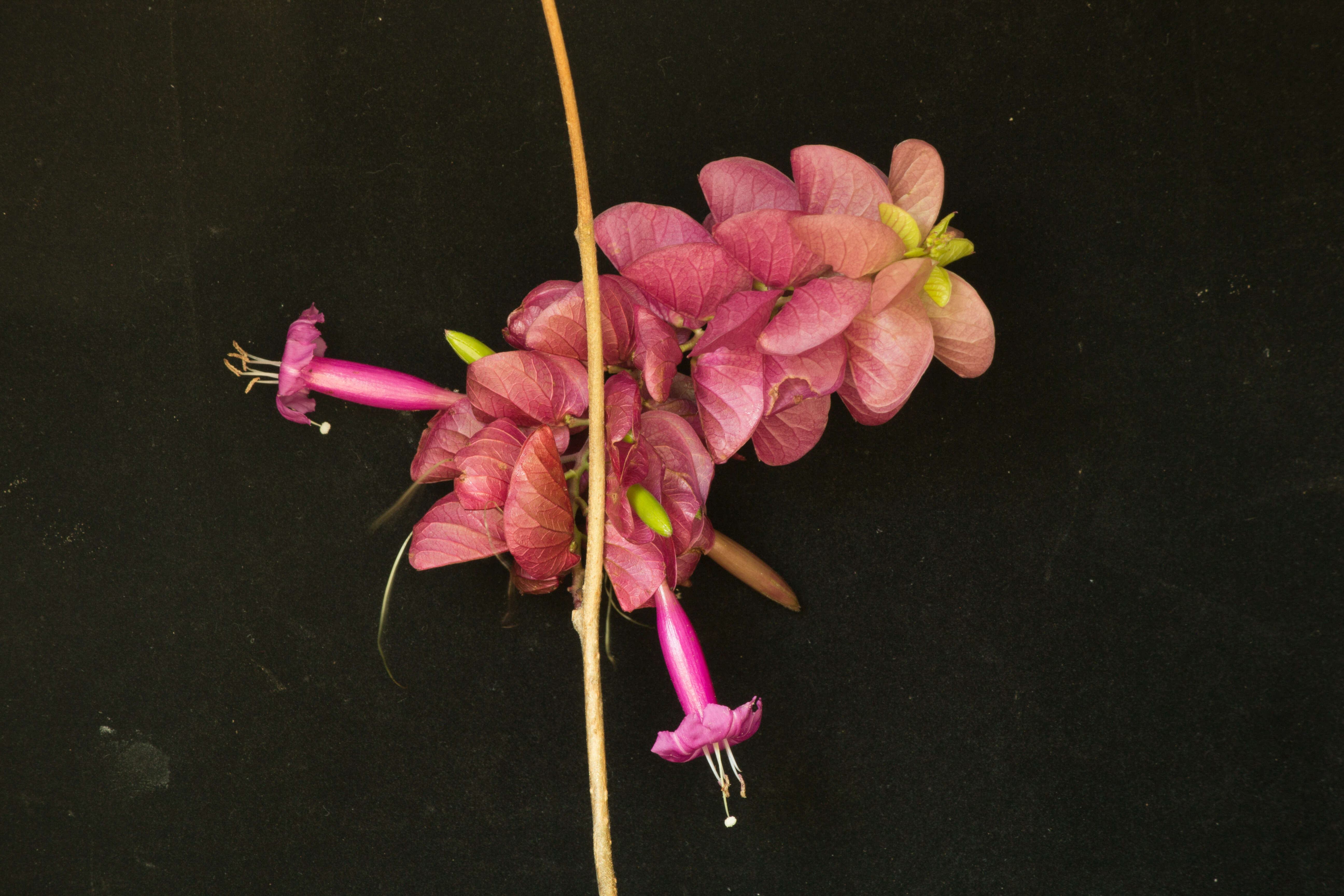 Image of Ipomoea bracteata Cav.