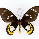 Imagem de Ornithoptera chimaera (Rothschild 1904)