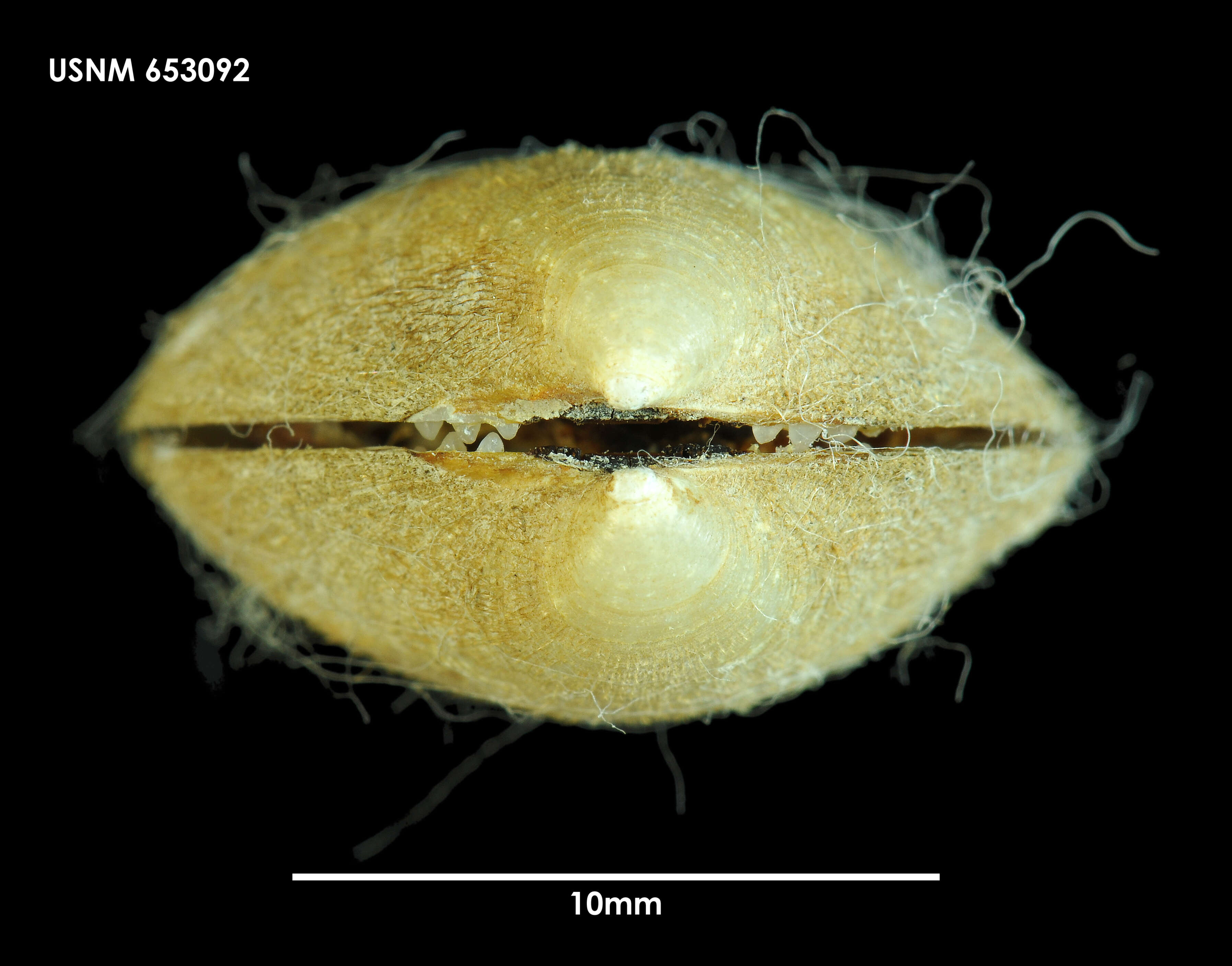 Image de Limopsis lilliei E. A. Smith 1915