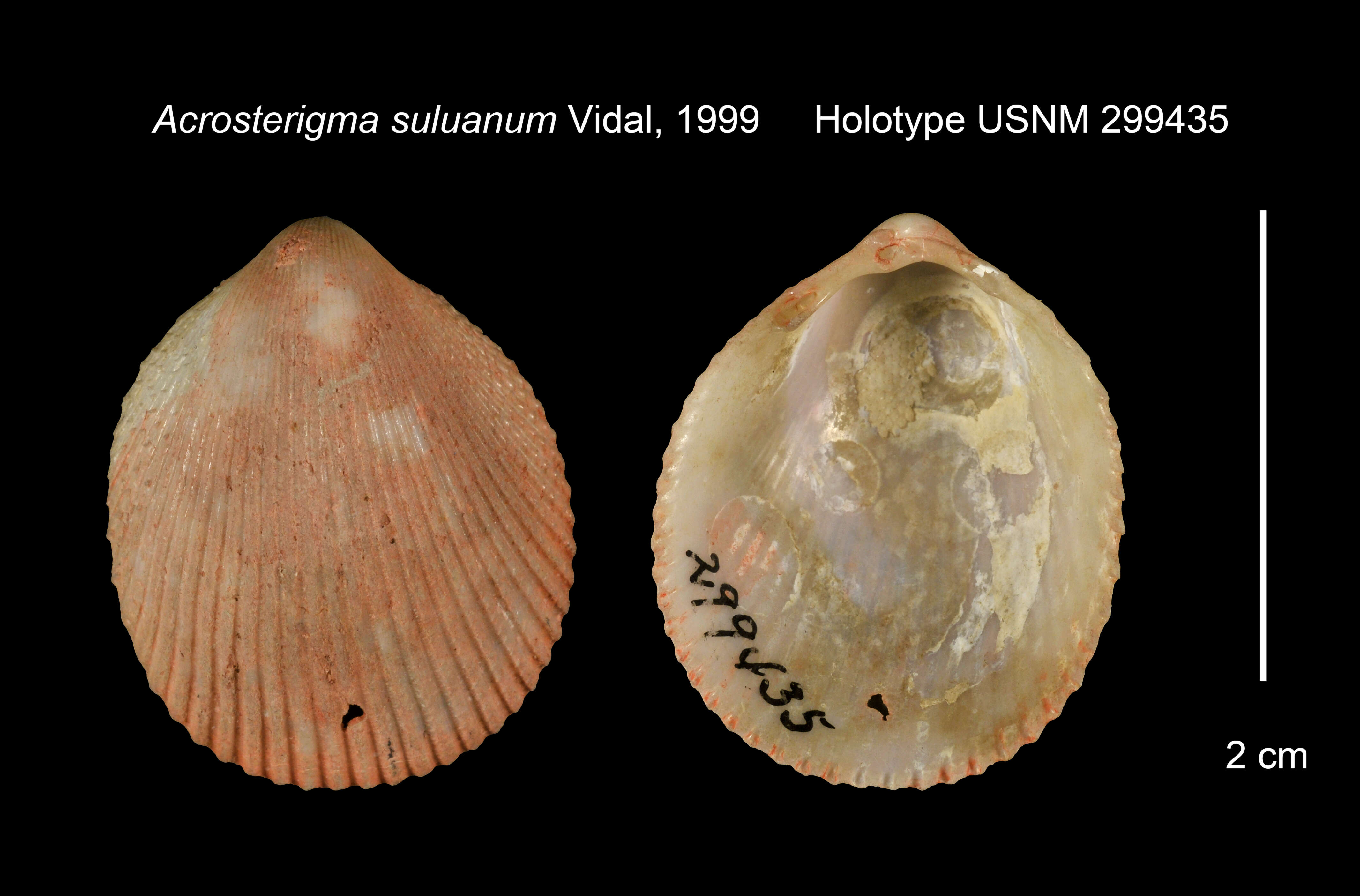 Image of Acrosterigma suluanum Vidal 1999