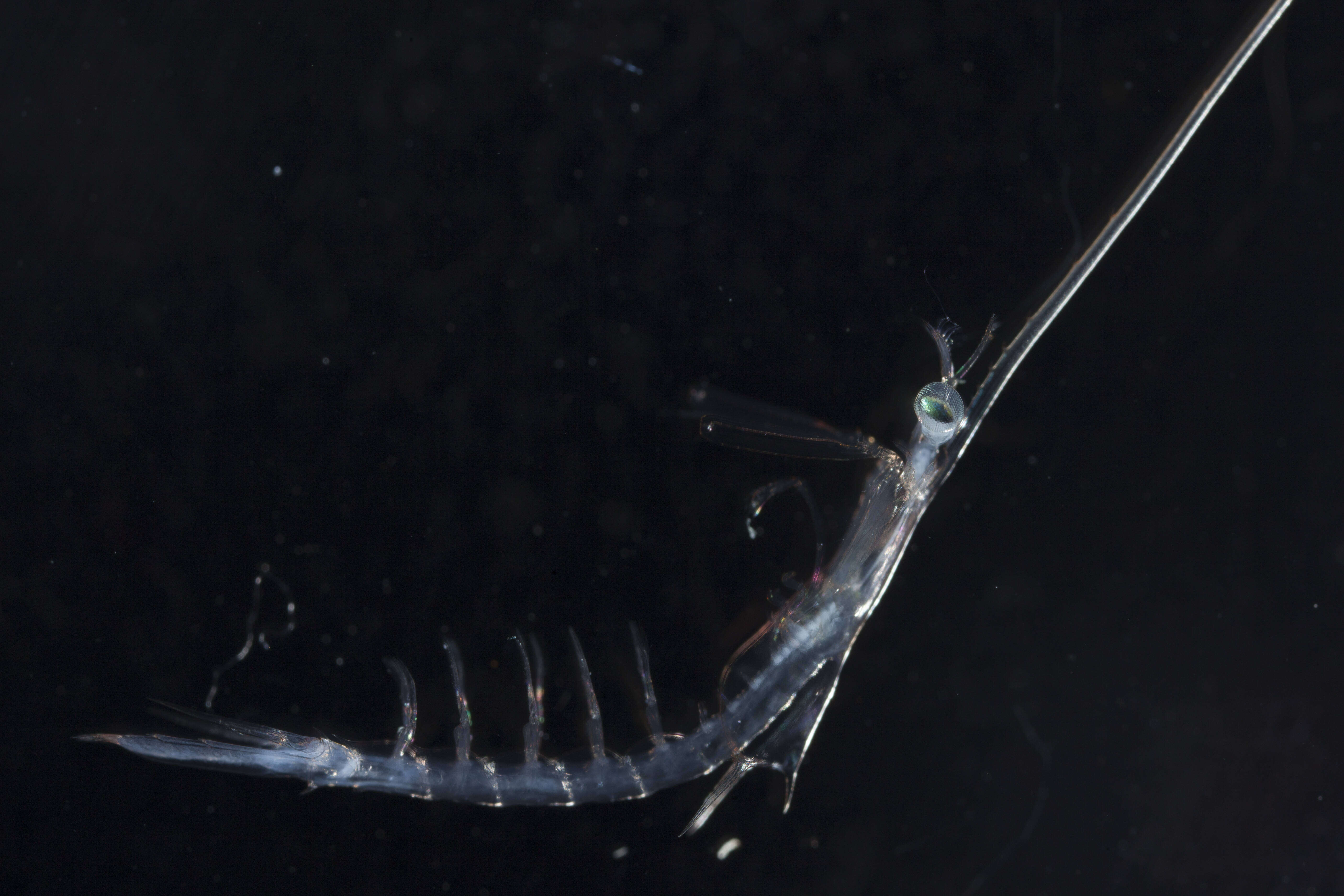 Image of Gonodactylidae