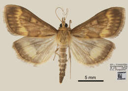 Image of European Corn Borer