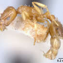 Image of <i>Leptothorax tuberum tebessae</i>