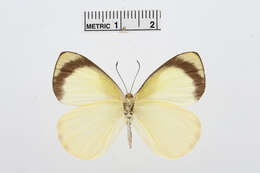 Image of Elodina primularis Butler 1882