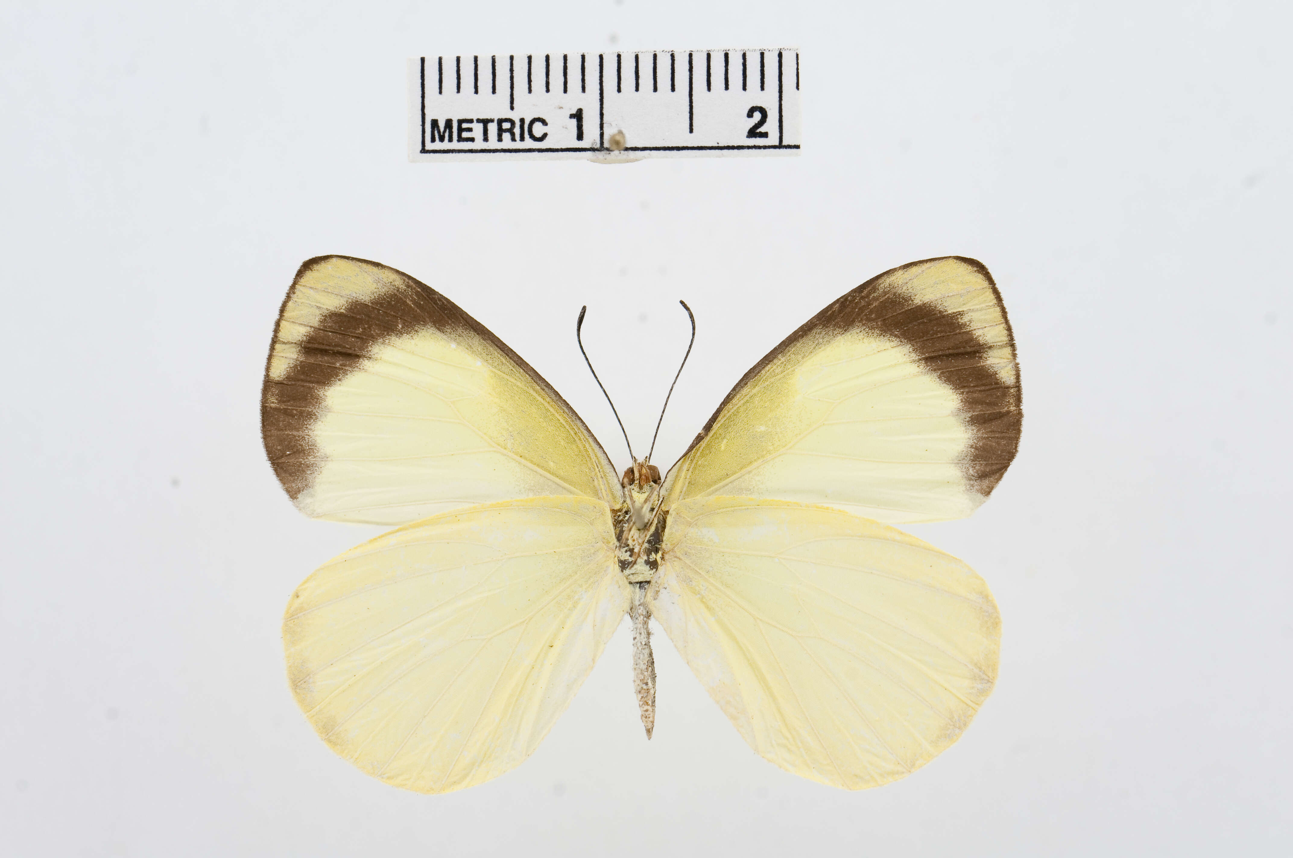 Image of Elodina primularis Butler 1882