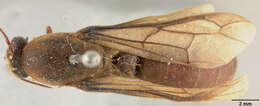 Image of Dorylus moestus morio Santschi 1919