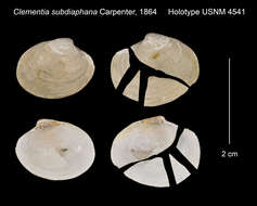 Compsomyax subdiaphana (Carpenter 1864)的圖片