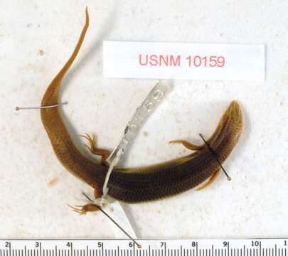 Image of Four-lined Skink