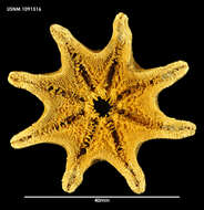 Image de Meridiastra calcar (Lamarck 1816)