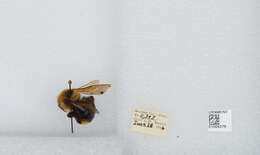 Image de Bombus insularis (Smith 1861)