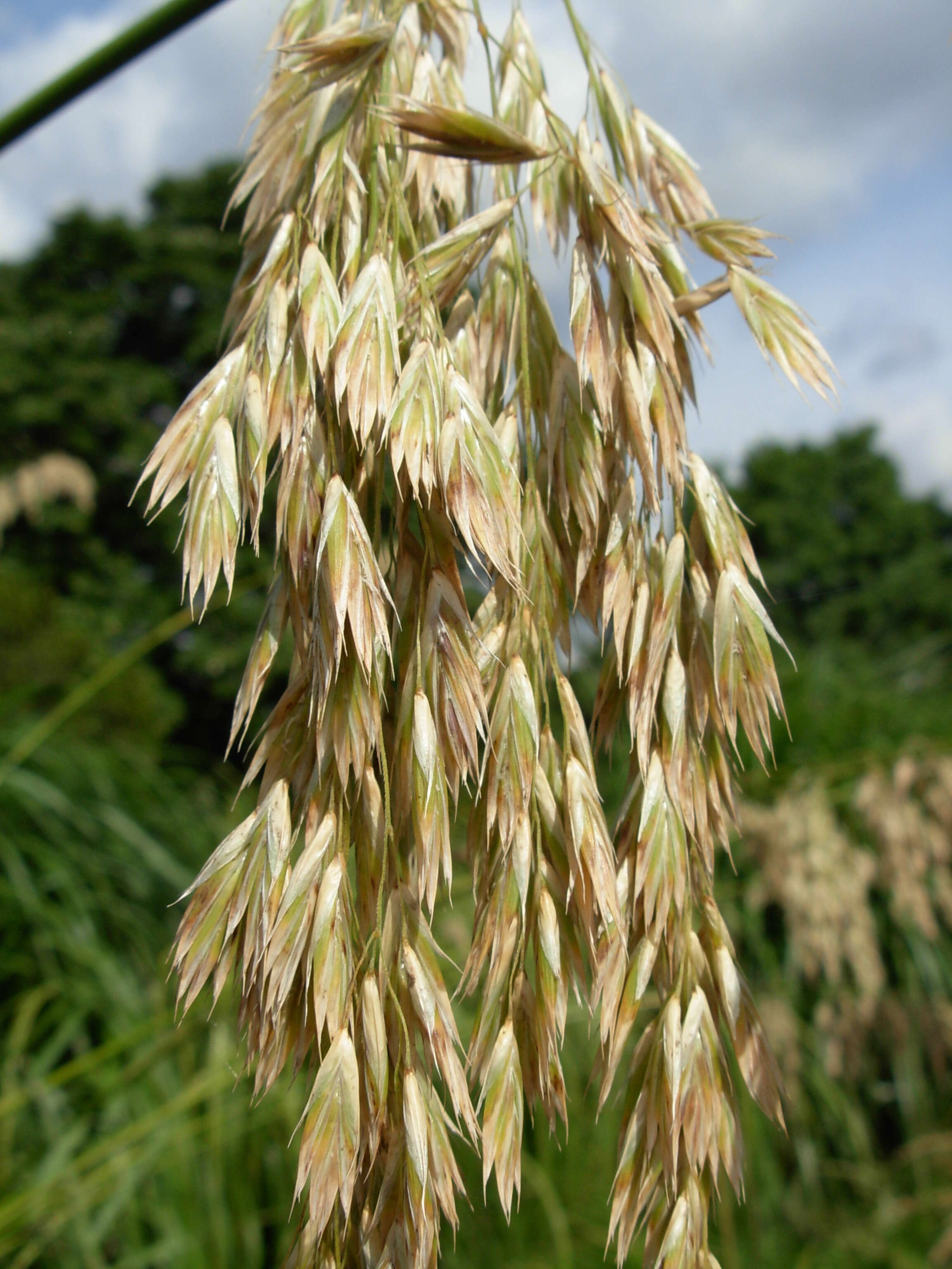 Image of Mauritanian grass