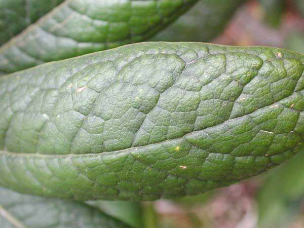 Image de Pittosporum gayanum Rock