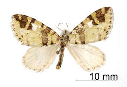 Image of Hydriomena ulfrida Schaus 1922