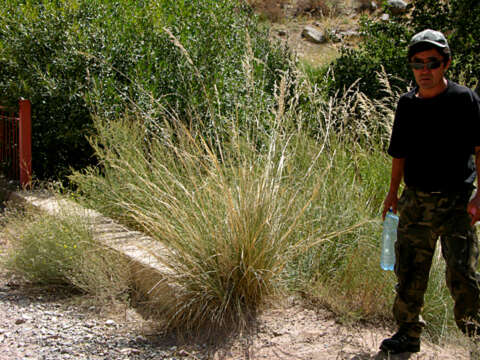 Plancia ëd Stipa splendens Trin.