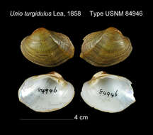 Image of Unio turgidulus I. Lea 1858