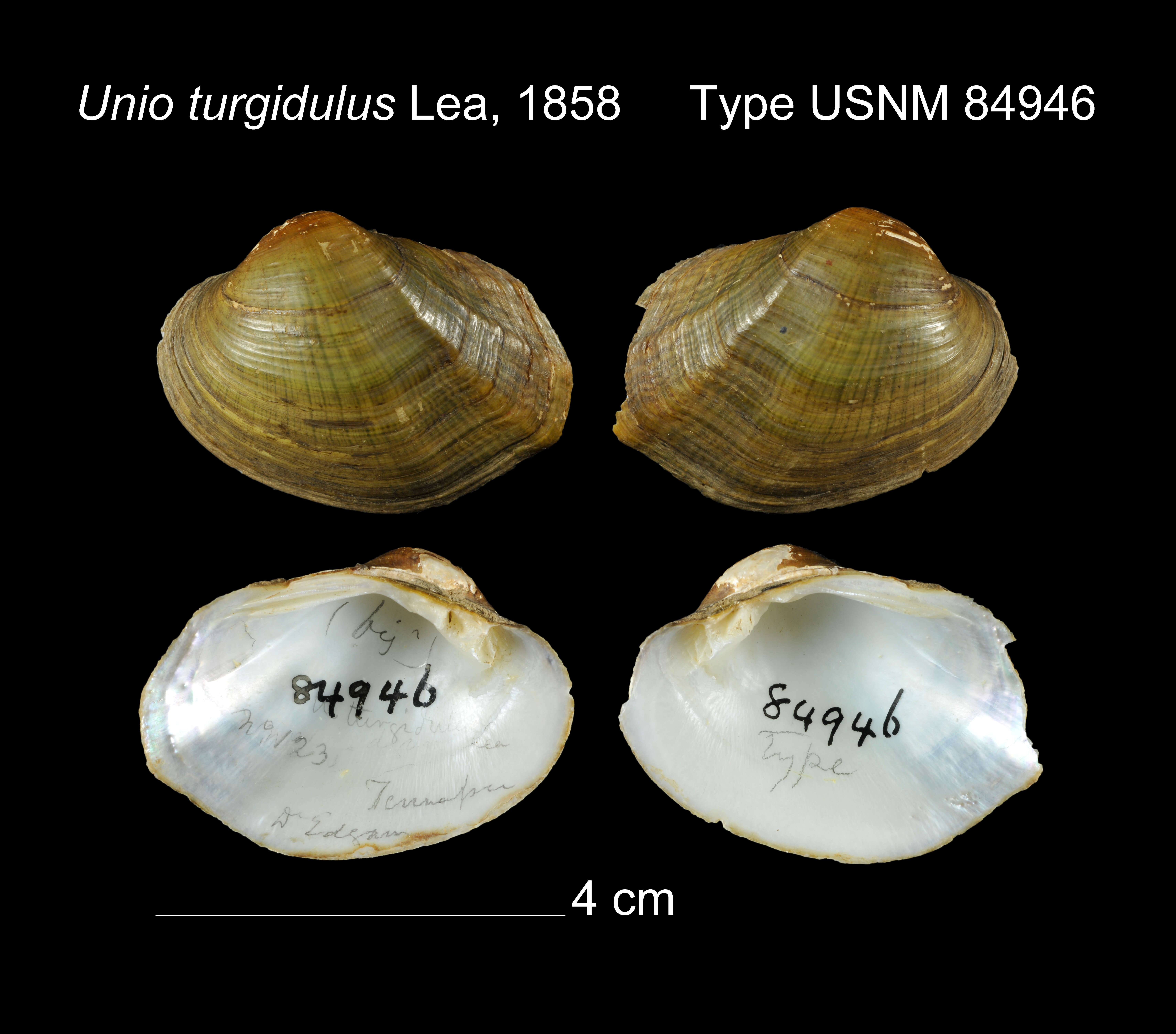 Image of Unio turgidulus I. Lea 1858