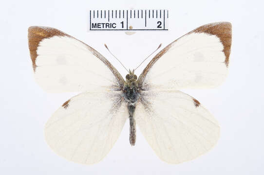 Image of cabbage butterfly