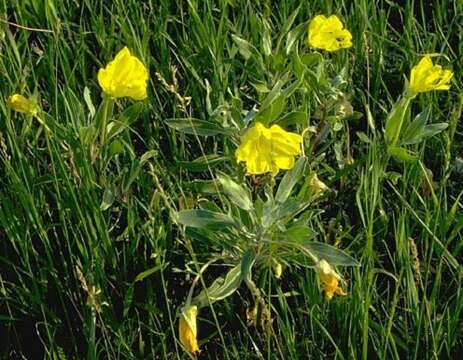 Oenothera macrocarpa subsp. macrocarpa resmi