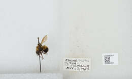 Слика од Bombus affinis Cresson 1864