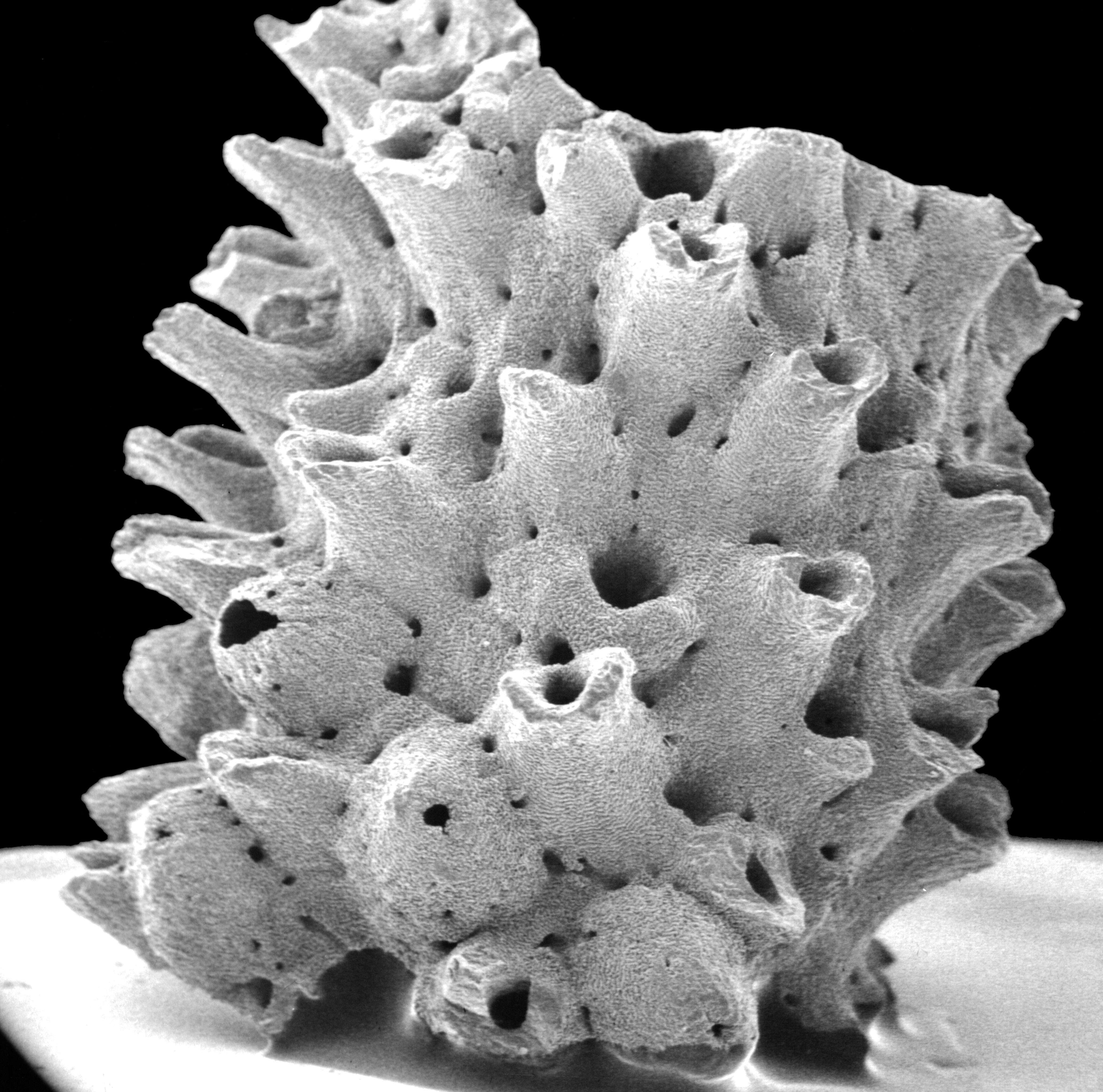 Image of Inferiolabiata lowei (Cairns 1983)