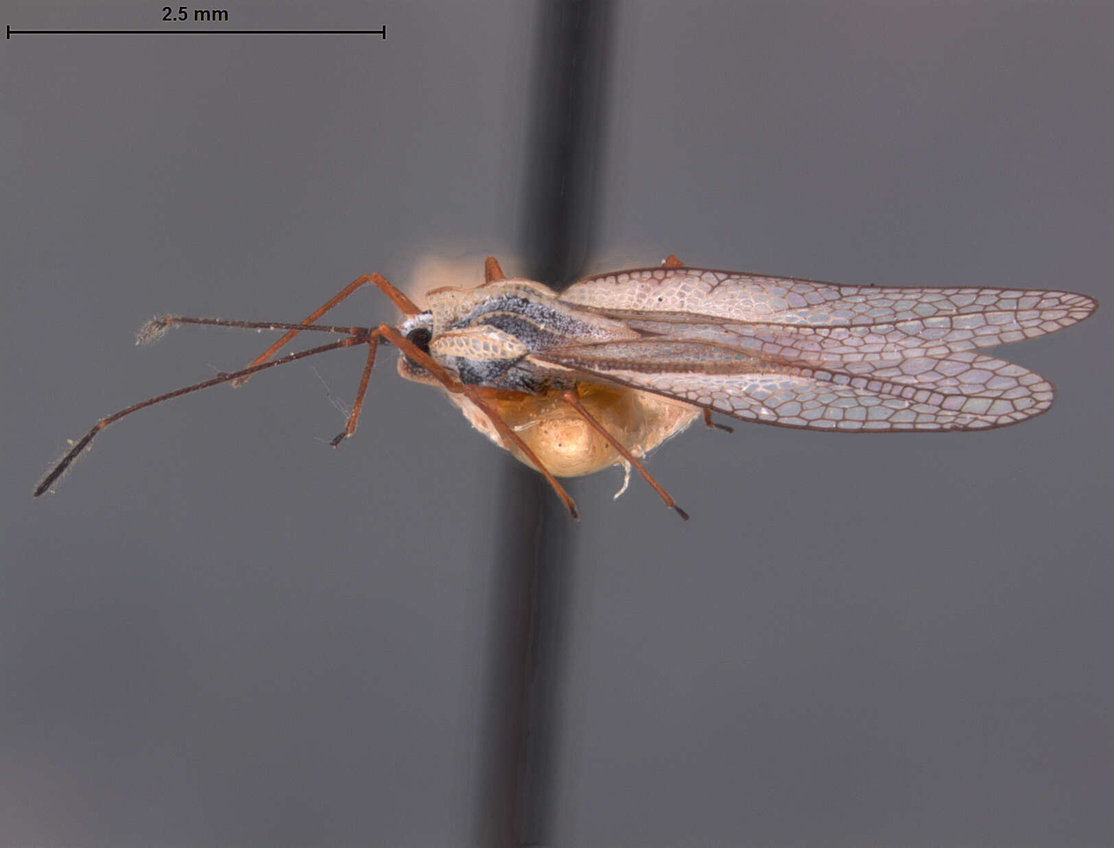 Image of Leptodictya (Hanuala) williamsi Drake 1928