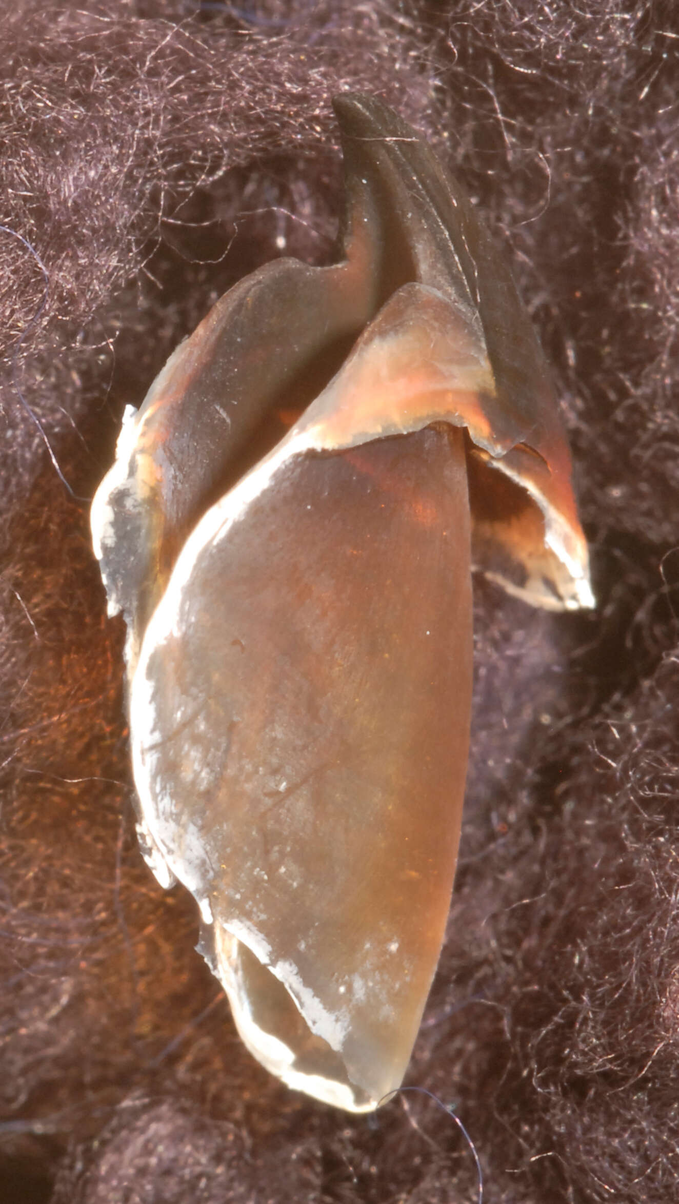 Image of Firefly squid