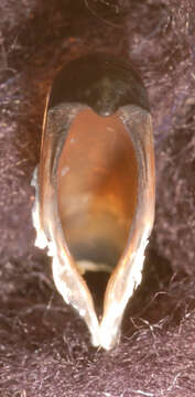 Image of Firefly squid